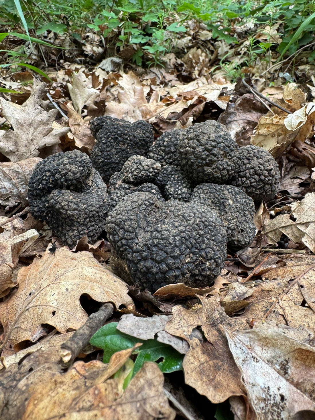 Le varietà di tartufo molisano
