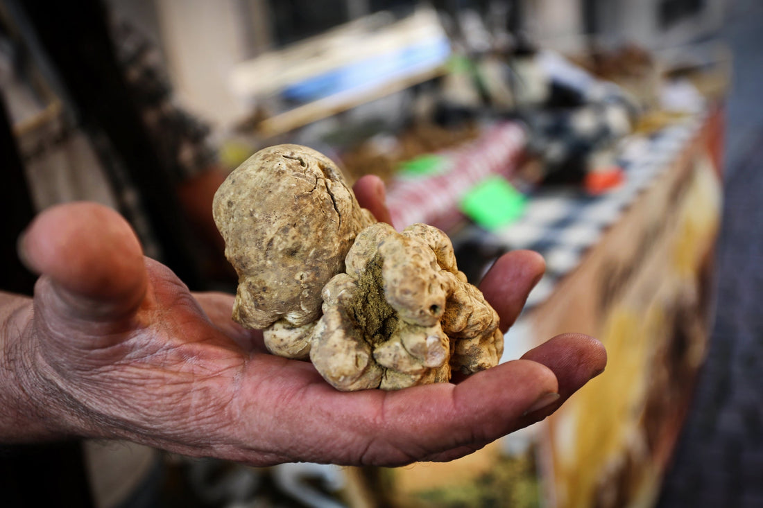 Il tartufo bianco del Molise