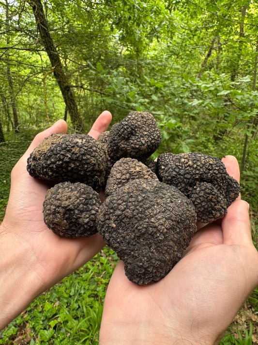 Tartufo Estivo Scorzone