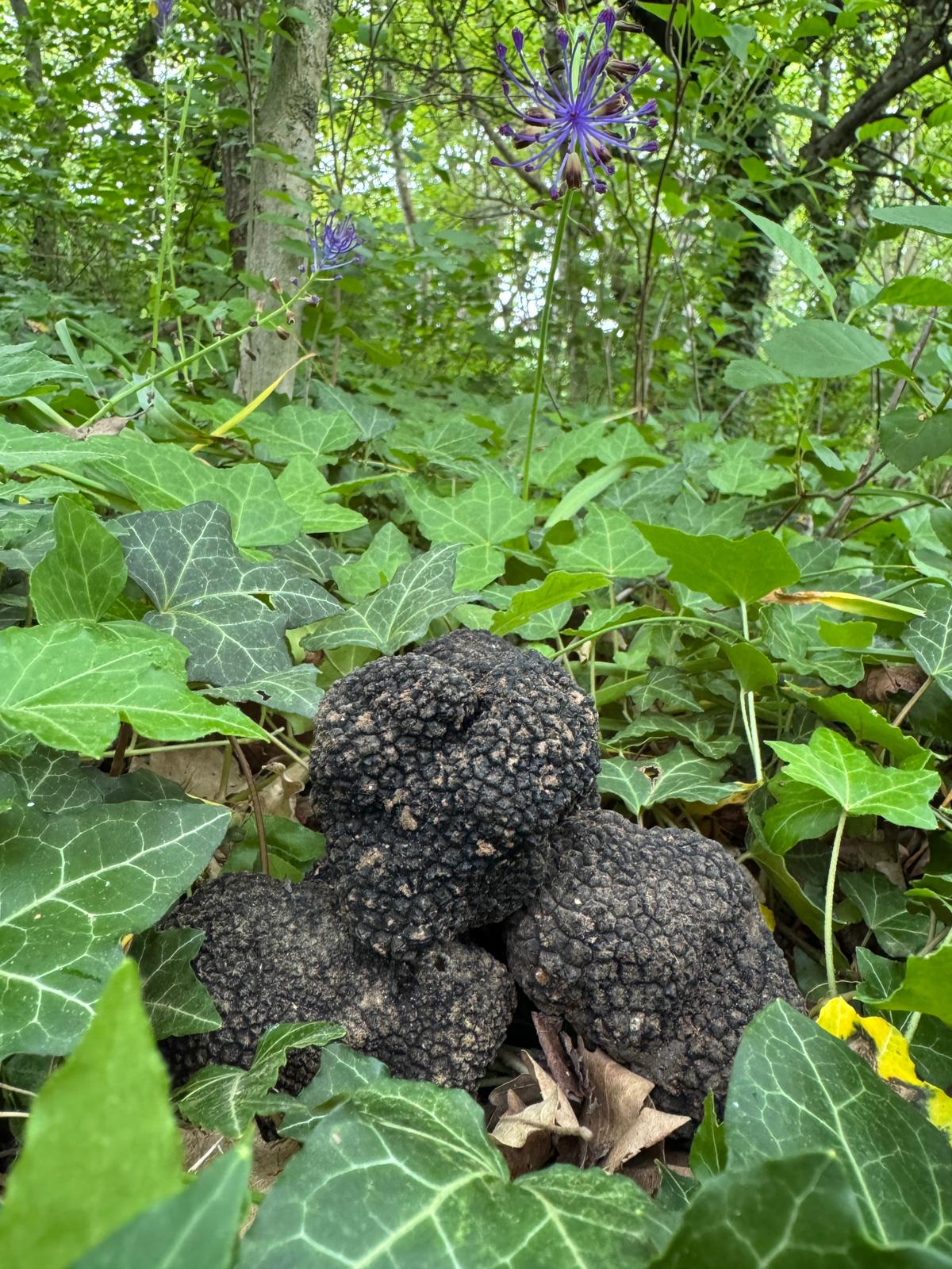 Tartufo Estivo Scorzone nel bosco