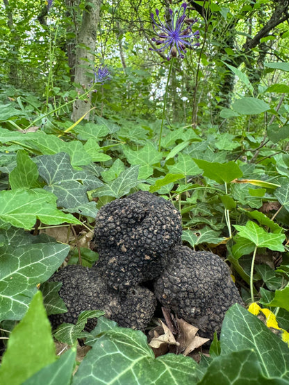 Tartufo Estivo Scorzone nel bosco