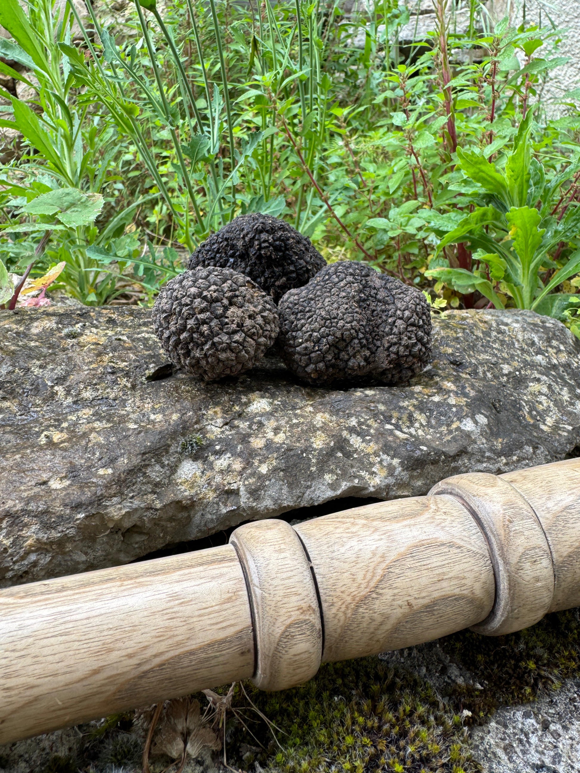 Tartufo Estivo Scorzone su pietra